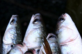 I PESCI CI GUARDANO - Una storia di pesca e di pesci