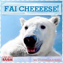 L'Orso Nanuk conquista il web