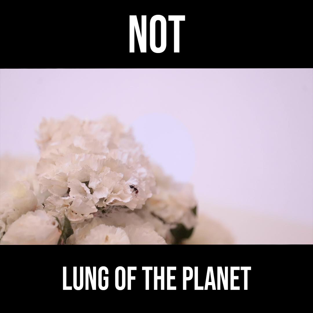 locandina di "Not Lung of the Planet"