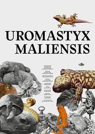 locandina di "Uromastyx Maliensis"