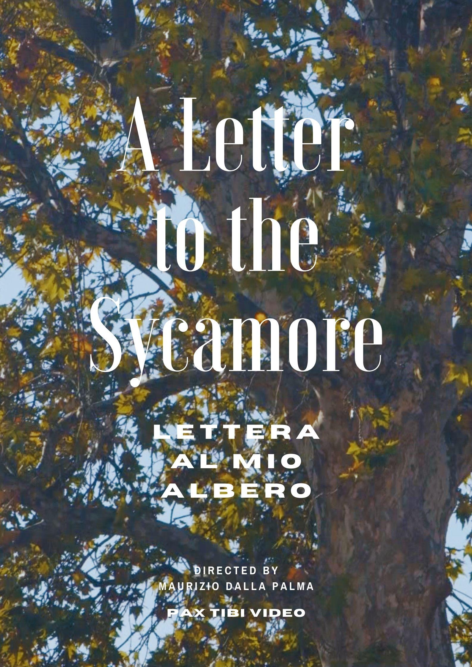 locandina di "A Letter to the Sycamore"